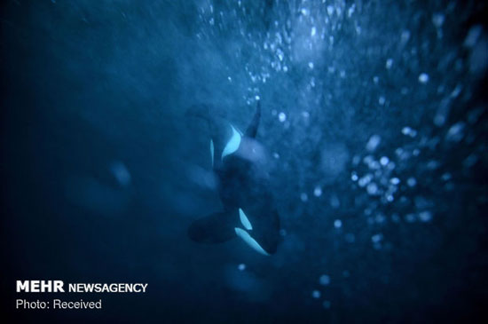 شنا با نهنگ‌های قاتل در آب‌های نروژ‎