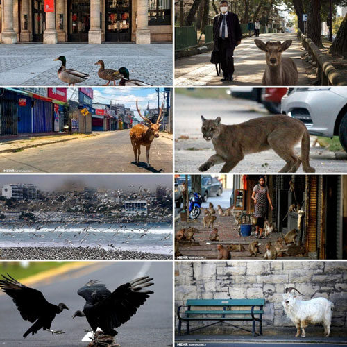 حضور حیوانات در شهرها پس از قرنطینه