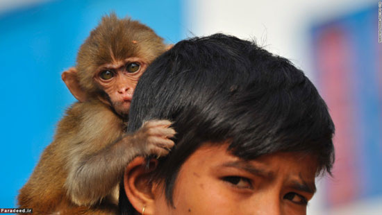 عکس: آمادگی برای جشن سال میمون