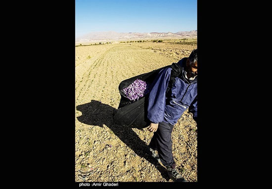 عکس: برداشت زعفران در خمین