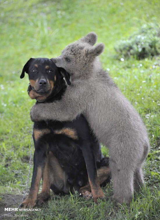 دوستی غیرمعمول حیوانات (۲)