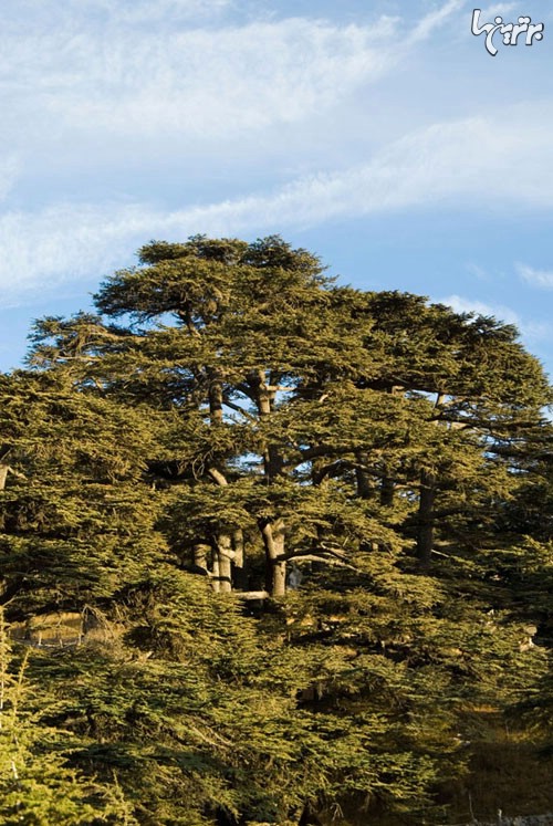 معروف ترین درختان جهان +عکس