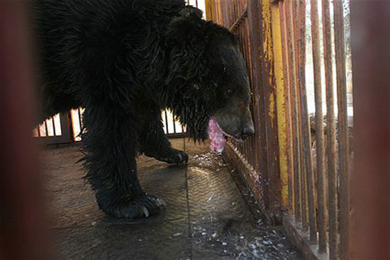 وضعیت اسفبار حیوانات یک باغ‌ وحش +عکس
