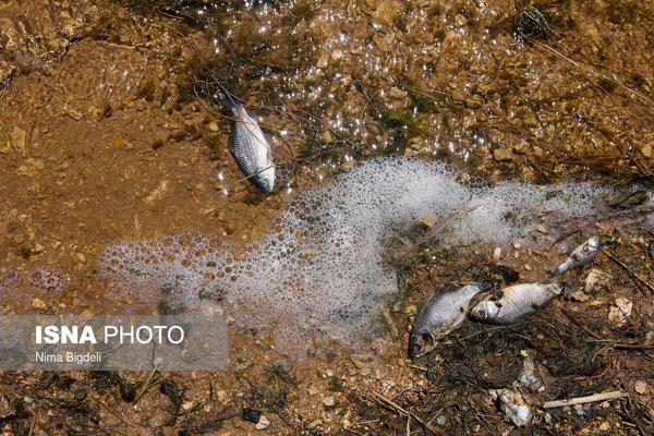 تصاویری از مرگ دسته‌جمعی ماهی‌ها در زنجان