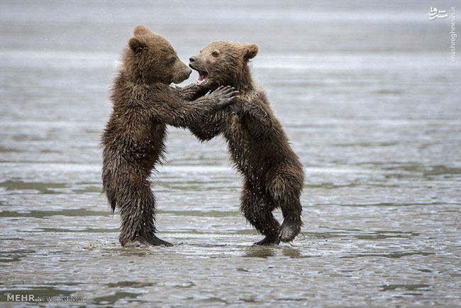 بازی خرس مادر با توله هایش