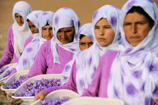 عکس: برداشت زعفران در افغانستان