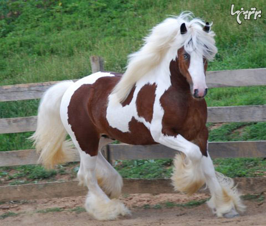 زیباترین اسب‌هایی که تا به حال دیده اید!