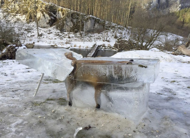 حیوانات یخ زده در اروپا و آمریکا