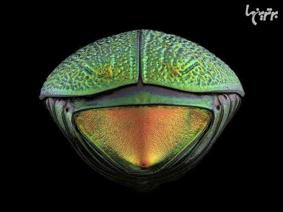 چهره های نقاب دار در عکاسی ماکرو از حشرات