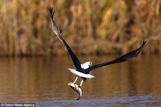 لحظات حیرت انگیز از شکار عقاب افریقایی