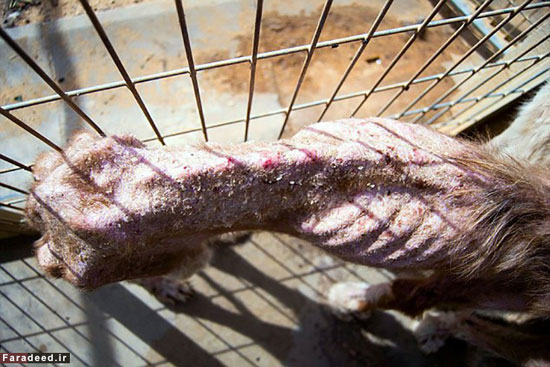 عکس: شکنجه هولناک دو سگ!