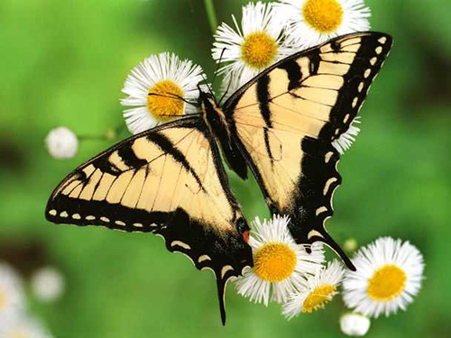عکس‌هایی از زیباترین پروانه‌های جهان