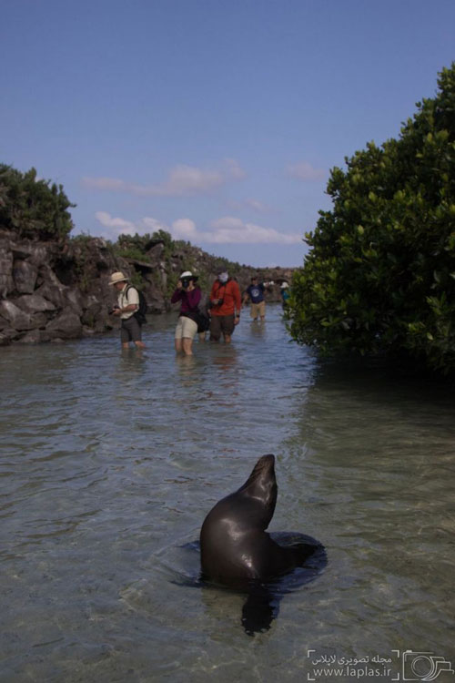 عکس: سفر به حیات وحش گالاپاگوس