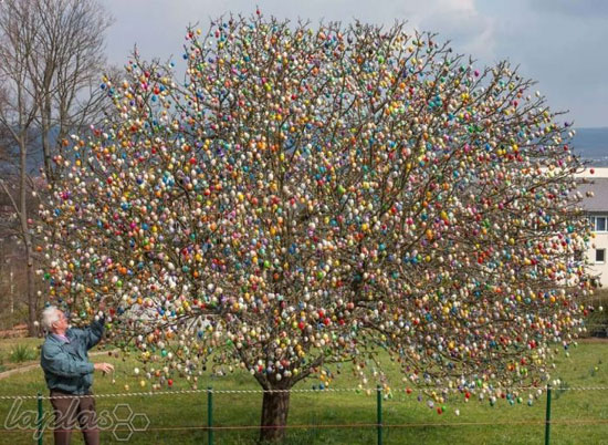 زیباترین درخت تخم مرغی دنیا! +عکس