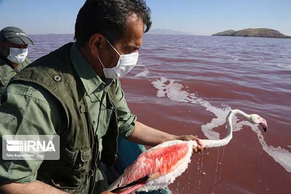 نجات فلامینگو‌های گرفتار در دریاچه ارومیه