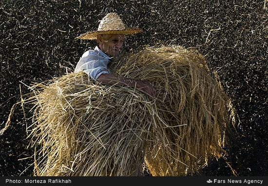 عکس: برداشت برنج در شالیزارهای گیلان