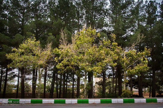 وضعیت اسفبار درختان شاهرود +عکس