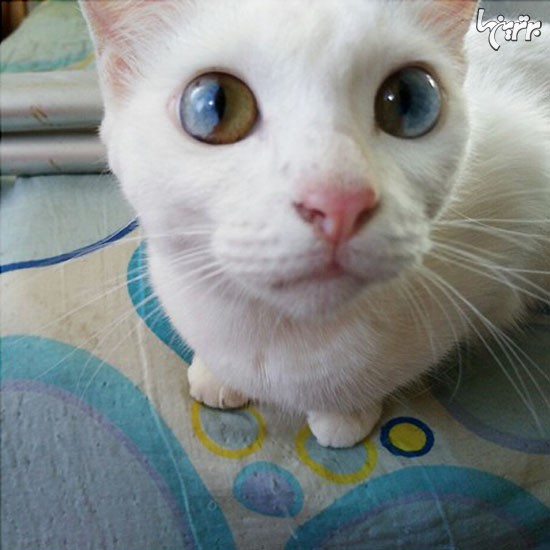 یک جهان در چشمان این گربه نهفته است!