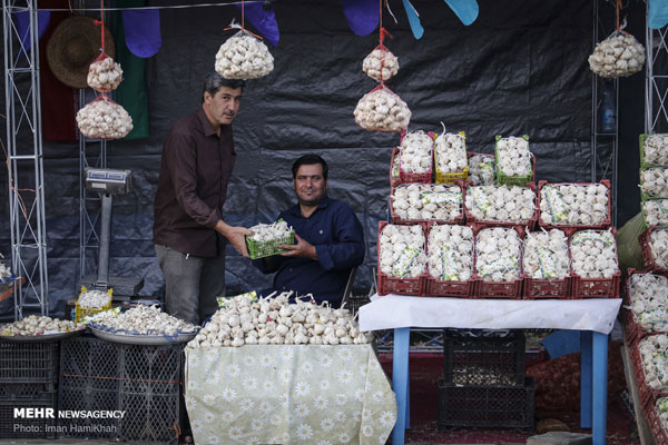 جشنواره سیر و موسیر در همدان