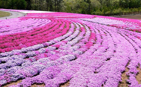 تصاویر: فرشی رویایی از گل های صورتی!