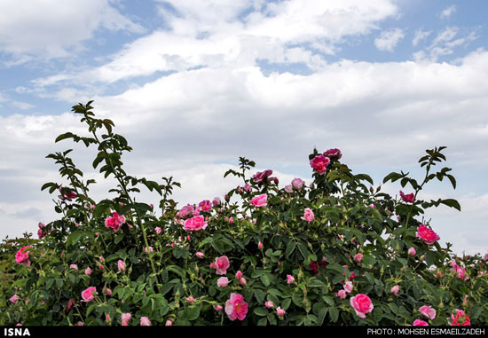 برداشت گل محمدی در روستای فرخد مشهد