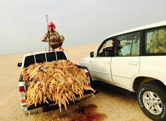 قتل عام سوسمار ها در عربستان! +عکس