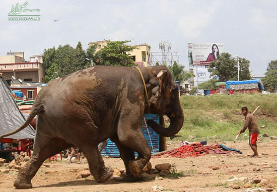حمله فیل سیرک به مردم