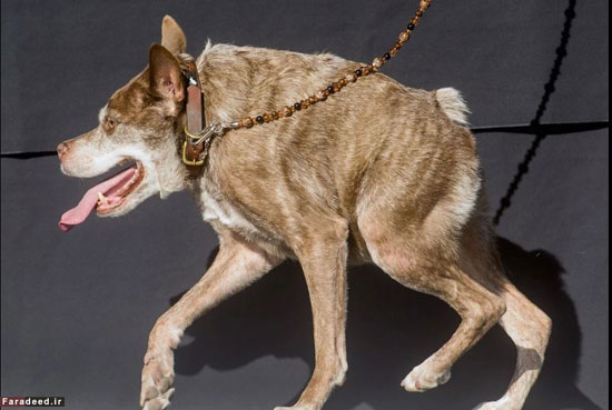 زشت ترین سگ‌های دنیا +عکس