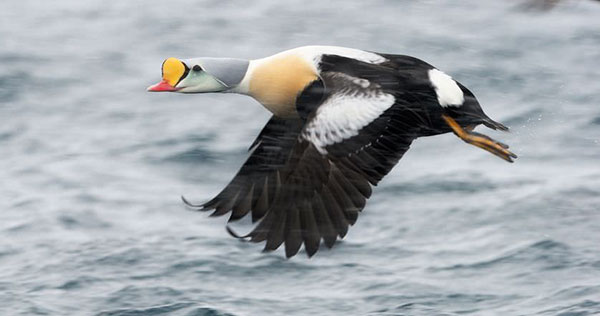 ۱۰ اردک زیبا و غیر معمول جهان