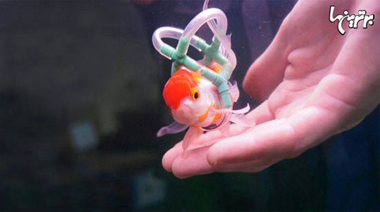 این ماهی با ویلچر شنا می کند! +عکس