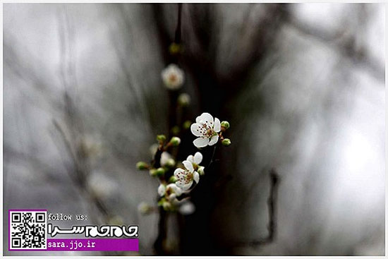 عکس: شکوفه دادن درختان در استان گیلان!