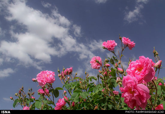 برداشت گل محمدی در لاله زار کرمان