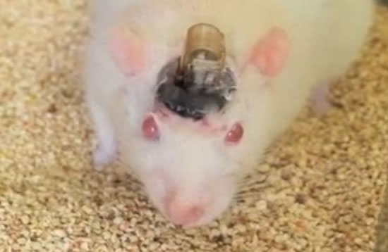 کنترل مغز موش‌ از راه دور!