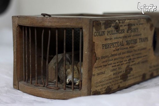 گیر افتادن موش در تله 155 ساله +عکس