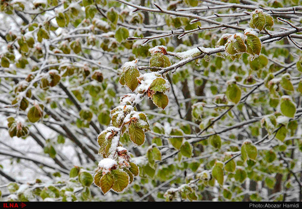 برف بهاری، گیلان را سفیدپوش کرد