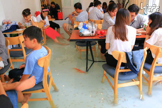 کافه‌ای در ویتنام؛ لطفا پایتان را روی ماهی‌ها نگذارید!