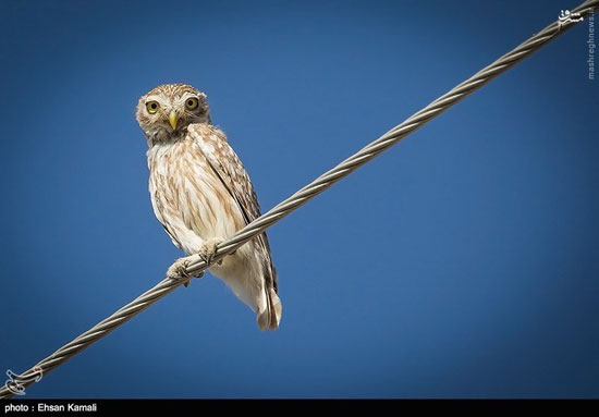 جغد سنگی ایرانی +عکس