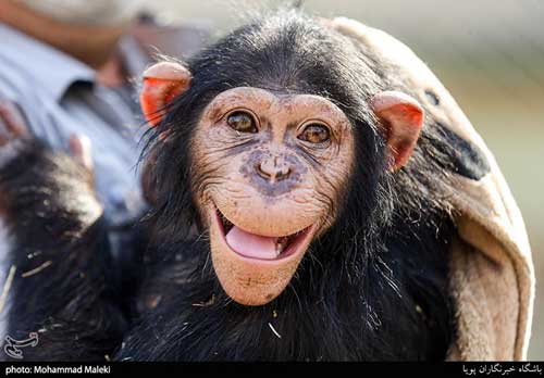 آخرین وضعیت جسمانی «باران»، شامپانزه معروف