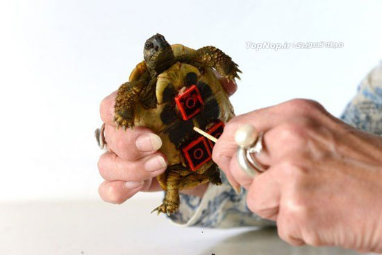 ساخت ویلچیر برای لاکپشت +عکس