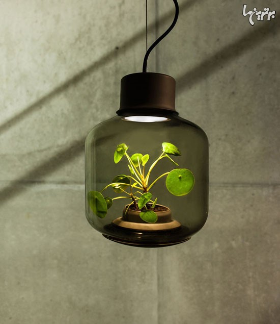 تصاویر جالب از یک لامپ برای پرورش گیاه!