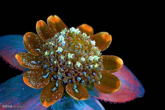 عکس: دنیای زیبای زیر میکروسکوپ