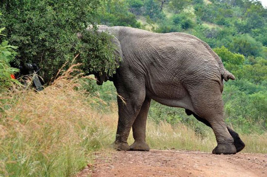 عکس: عاقبت سبقت گرفتن از یک فیل!