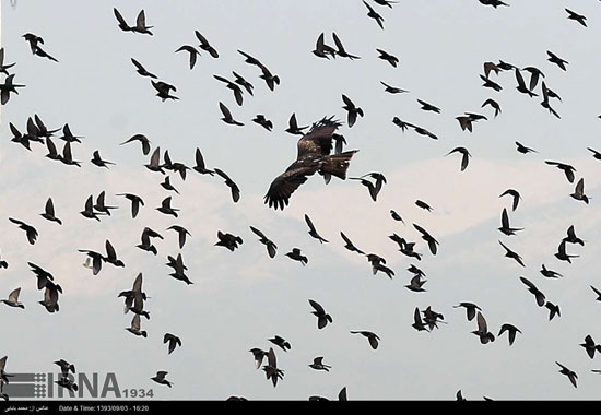 عکس: هجوم بی‌سابقه پرندگان به کهریزک