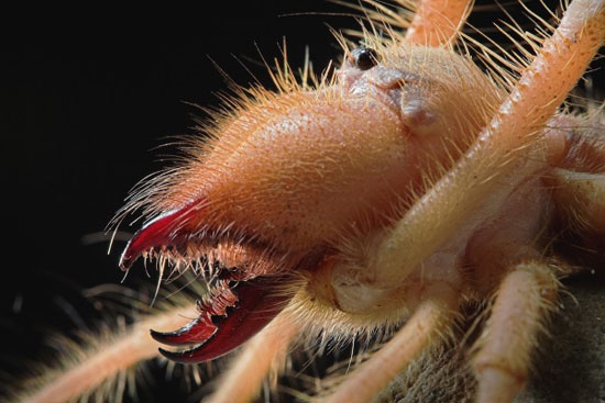 عنکبوت عظیم الجثه خاورمیانه +عکس