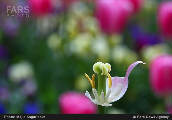 عکس: نمای نزدیک از طبیعت بهاری