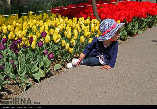 عکس: كاشت لاله به ياد مادر در تهران