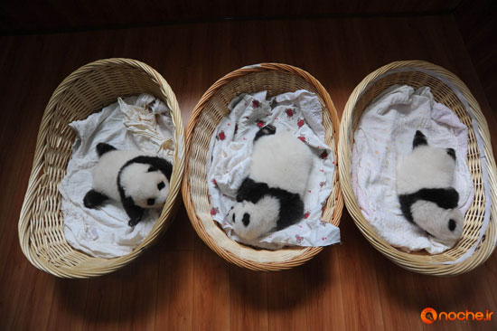 رونمایی از 10 نوزاد پاندا در چین! +عکس