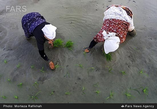 عکس: بانوان شالیکار گیلک