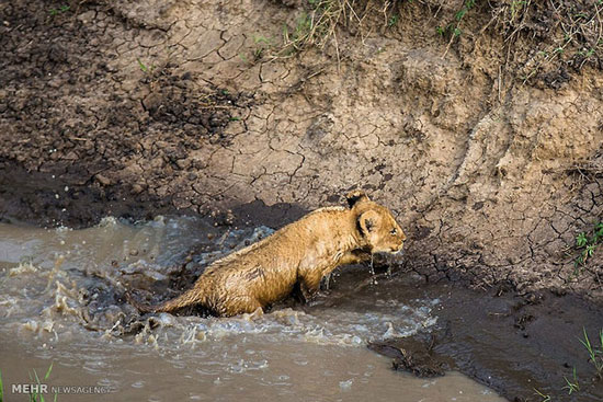 عکس: عبور بچه شیرها از رودخانه