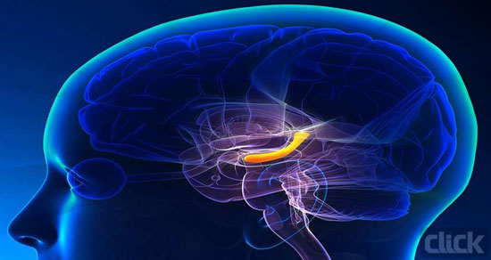 ساخت پروتز کاشتنی در مغز برای تقویت هوش